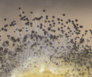 Investing in UV light disinfection technology with Farlite Solutions is a powerful tool in fighting against airborne mold spores year-round.
